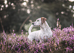 Jack-Russel-Terrier-Dackel