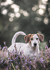 Jack-Russel-Terrier-Dackel