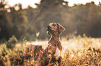 Rhodesian-Ridgeback-Mischling