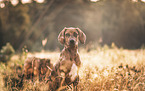 Rhodesian-Ridgeback-Mischling