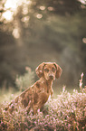 Rhodesian-Ridgeback-Mischling