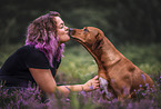 Rhodesian-Ridgeback-Mischling