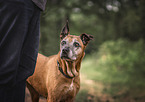 Rhodesian-Ridgeback-Mischling