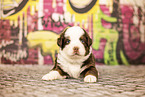 Berner-Sennenhund-Australian-Shepherd Welpe