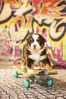 Berner-Sennenhund-Australian-Shepherd Welpe