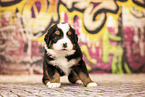 Berner-Sennenhund-Australian-Shepherd Welpe