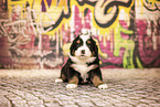 Berner-Sennenhund-Australian-Shepherd Welpe