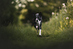 Border-Collie-Mischling