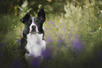 Border-Collie-Mischling