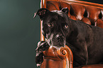 Staffordshire-Terrier-Mischling