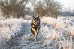 Australian-Shepherd-Labrador-Retriever