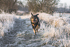 Australian-Shepherd-Labrador-Retriever