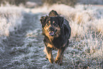 Australian-Shepherd-Labrador-Retriever