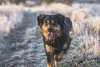 Australian-Shepherd-Labrador-Retriever