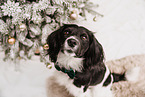 Cocker-Spaniel-Mischling Rde