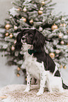 Cocker-Spaniel-Mischling Rde