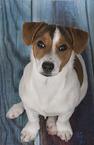 Jack-Russell-Terrier-Mischling