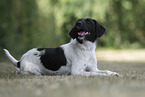 Parson-Russell-Terrier-Mischling Hndin