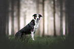 Border-Collie-Mischling