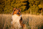 Collie-Mischling