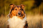 Collie-Mischling