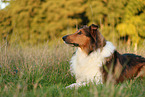 Collie-Mischling