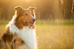 Collie-Mischling