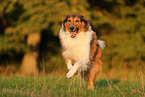 Collie-Mischling