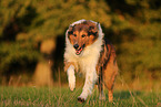 Collie-Mischling