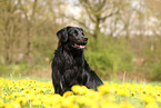 Golden-Retriever-Mischling