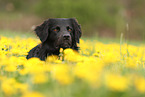 Golden-Retriever-Mischling