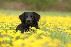 Golden-Retriever-Mischling