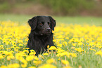 Golden-Retriever-Mischling