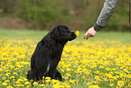 Golden-Retriever-Mischling