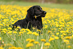 Golden-Retriever-Mischling