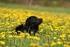 Golden-Retriever-Mischling