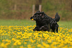 Golden-Retriever-Mischling