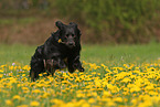 Golden-Retriever-Mischling