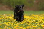 Golden-Retriever-Mischling