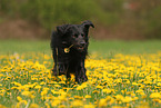 Golden-Retriever-Mischling