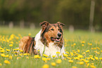 Collie-Mischling