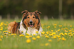 Collie-Mischling