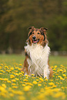 Collie-Mischling