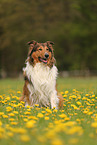 Collie-Mischling