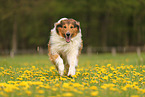 Collie-Mischling