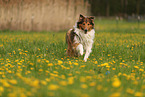 Collie-Mischling