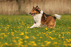 Collie-Mischling