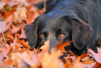 Golden-Retriever-Mischling