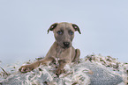 Whippet-Mischling