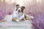 Australian-Shepherd-Border-Collie